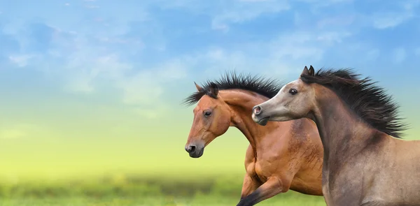 Twee paarden loopt door het groene veld — Stockfoto