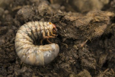 Rhinoceros beetle larva in the ground clipart