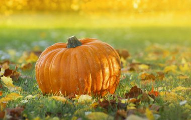 Kabak güz yaprakları