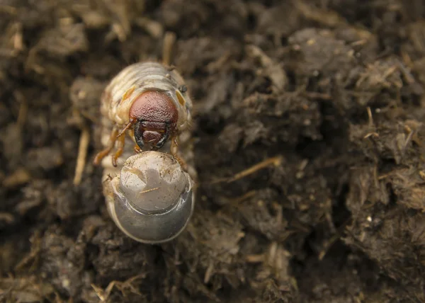 Rhinoceros beetle larva in the ground — Stock Photo, Image