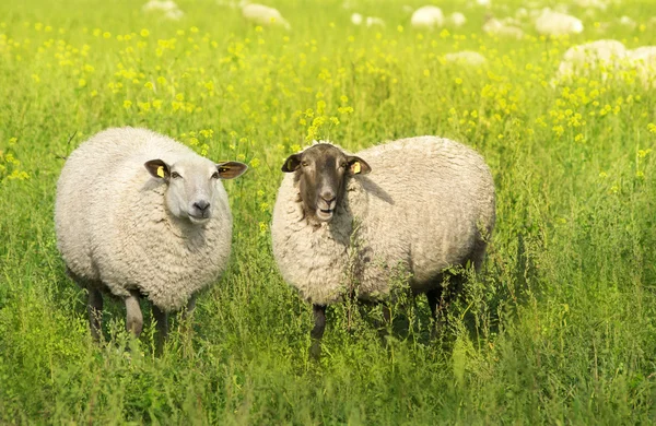 Bílá a hnědá ovce na letní pastviny — Stock fotografie