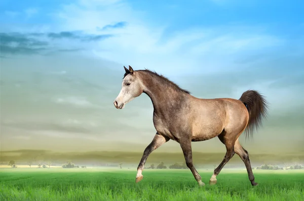 The gray horse moves on the field — Stock Photo, Image