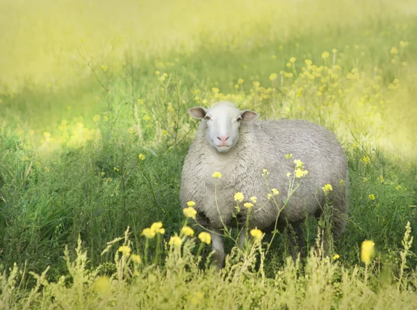 Ovelha branca em um campo verde ensolarado — Fotografia de Stock
