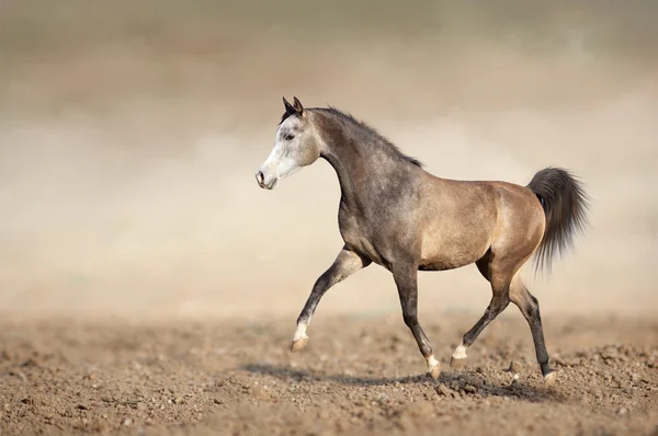 Grey horse running trot on the sands — Stock Photo, Image