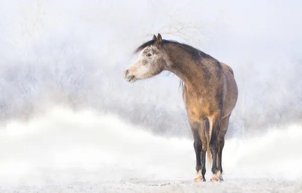 雪の風景の背景の上の馬 — ストック写真