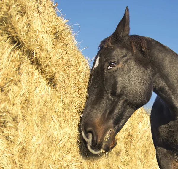 Horse at hay, straw — Stock Photo, Image