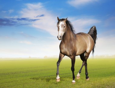 paard actief draf op een ochtend veld