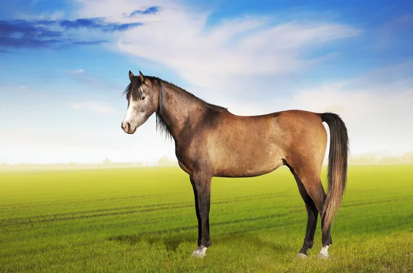 Horse standing on field against morning — Stock Photo, Image