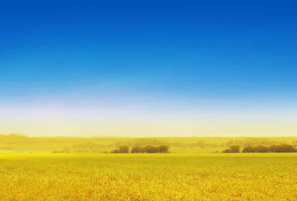 Złote pole panorama świcie — Zdjęcie stockowe