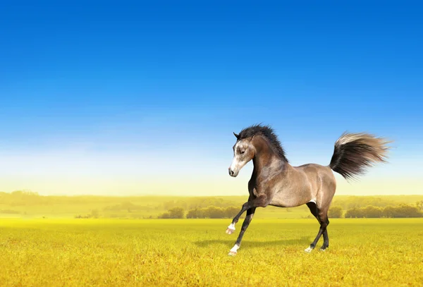 Brązowy koń galopujący przez pole świcie — Zdjęcie stockowe