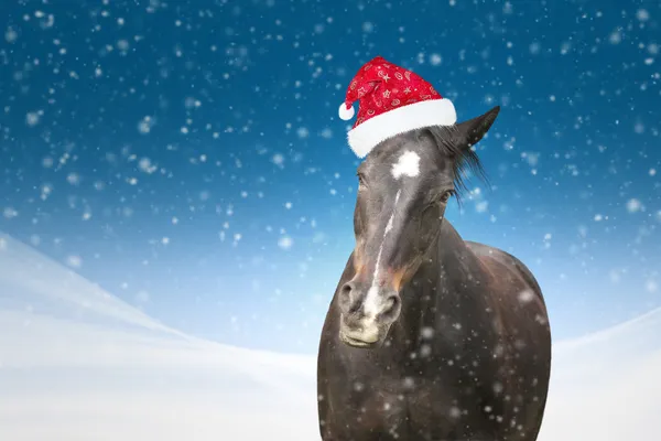 Cheval drôle avec chapeau de Noël sur fond bleu chute de neige — Photo