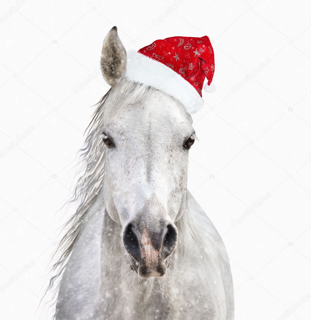 Cheval avec chapeau de Père Noël sur fond blanc image libre de droit