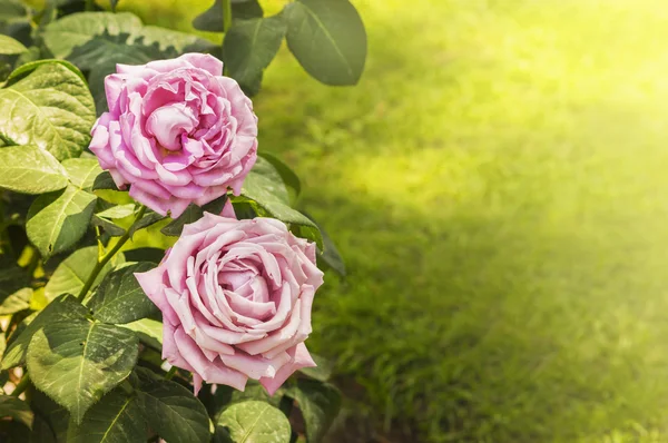 Сонячно фіолетовий трояндовий сад — стокове фото