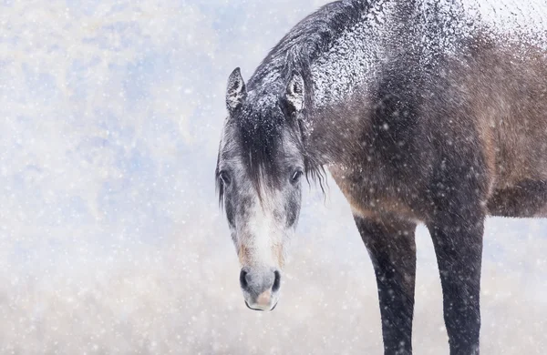 Cheval en chute de neige — Photo