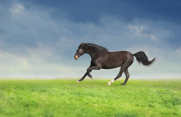 Cavalo preto correndo a galope completo no campo da manhã — Fotografia de Stock