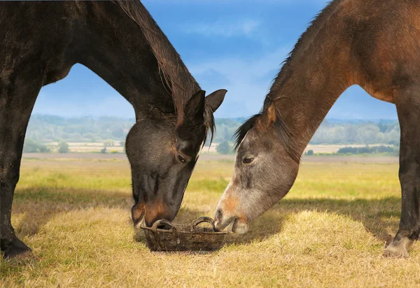 Two horses eat on field from bucket — Stock Photo, Image