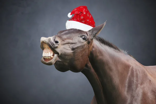 Weihnachtspferd mit Hut Stockbild