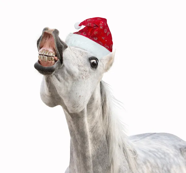 Cheval de Noël souriant avec chapeau sur fond blanc — Photo