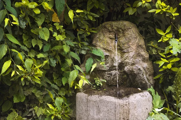 Fontana in boscaglia di cespugli — Foto Stock