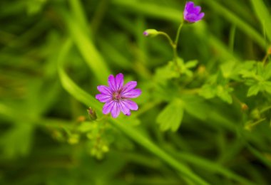 vahşi geranium otlar içinde önümüzdeki