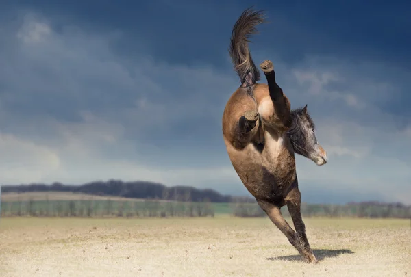 Bucking cavalo no fundo da natureza — Fotografia de Stock