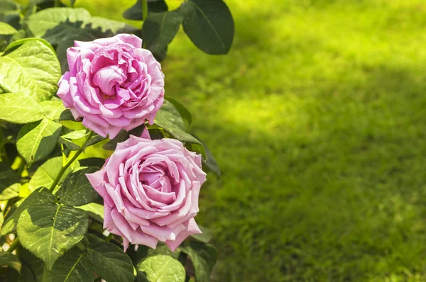 Дві фіолетові троянди на фоні газону — стокове фото