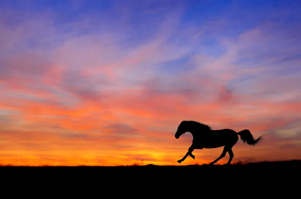 Silhouette des galoppierenden Pferdes auf dem Hintergrund des Sonnenuntergangs lizenzfreie Stockfotos