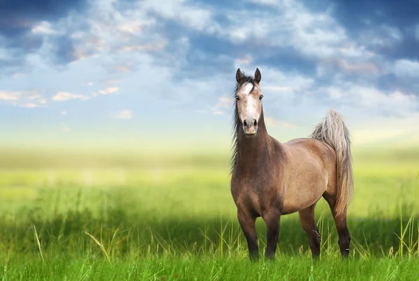 Portrait of horse on green field — Stock Photo, Image