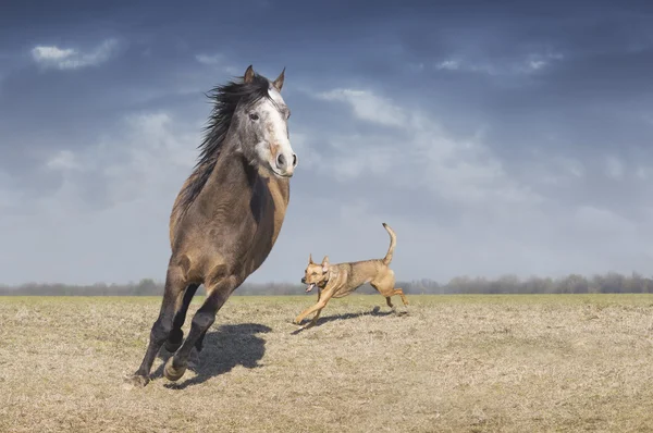 フィールドで犬と遊んで馬 — ストック写真