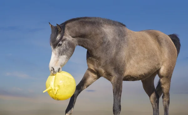 Horse retrieves big ball — Stock Photo, Image