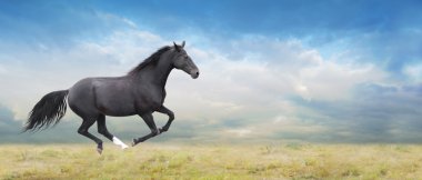 cheval noir fonctionne grand galop sur champ