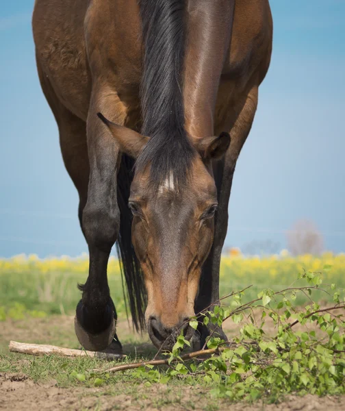 Brouwn paard en berken takken — Stockfoto