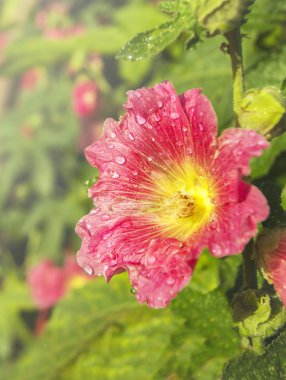 pembe ebegümeci çiçeği ile çiy damlaları