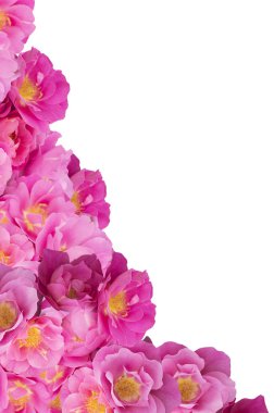 pembe çalı gülleri köşesinde beyaz arka plan