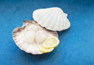 kabuğunda mavi zemin üzerine taze deniz tarağı