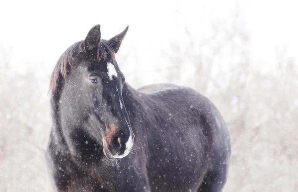 馬の降雪の冬の風景 — ストック写真