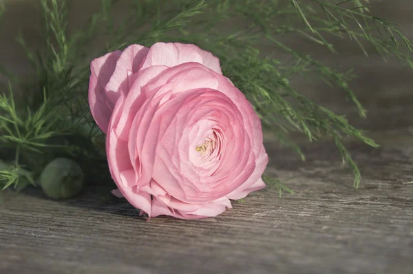 Pink Pomponella ranunculus on wooden floor — Stock Photo, Image