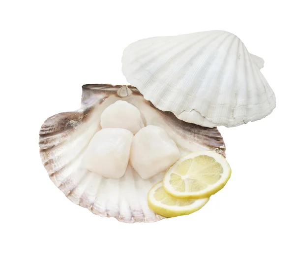 Vieiras frescas com fundo branco shell — Fotografia de Stock
