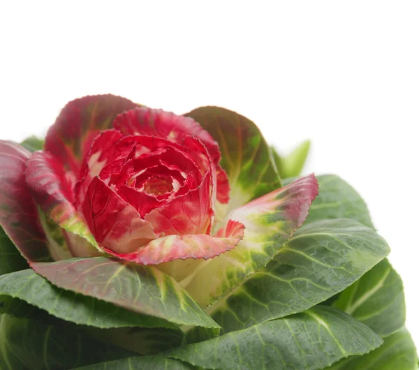 Red decorative spring cabbage, floral, white background — Stock Photo, Image