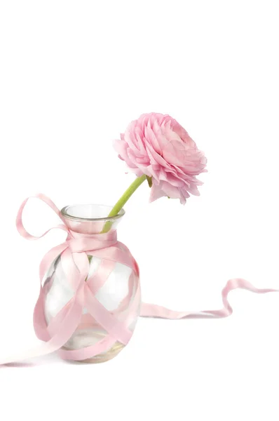 Ranunkeln розовый лютик в стеклянной вазе с шелковой лентой — стоковое фото