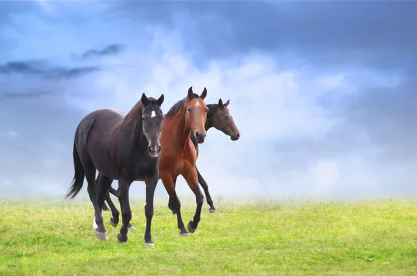 Three warmblood horses on field — Stock Photo, Image