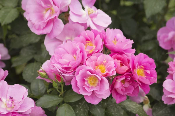 Flowering bush roses — Stock Photo, Image
