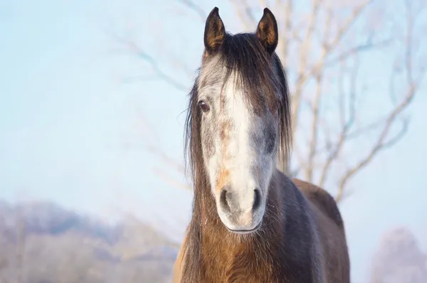 Cavalo jovem com geada no nariz — Fotografia de Stock