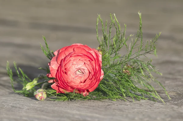 Red filled Buttercups on old wooden floor — Stock Photo, Image