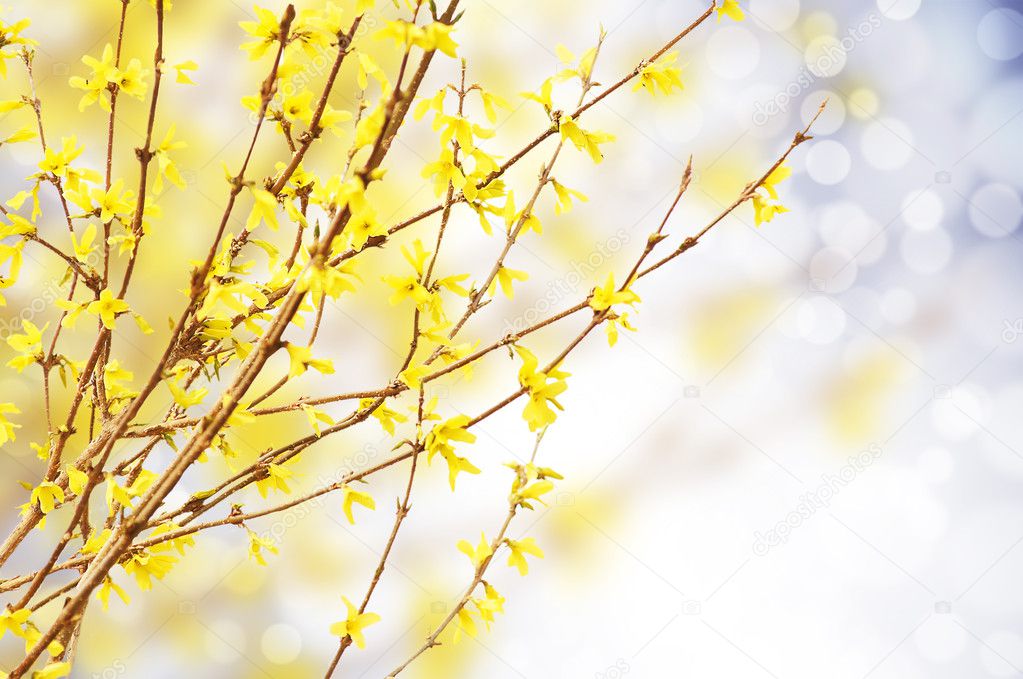 Spring bright yellow of blooming forsythia bokeh