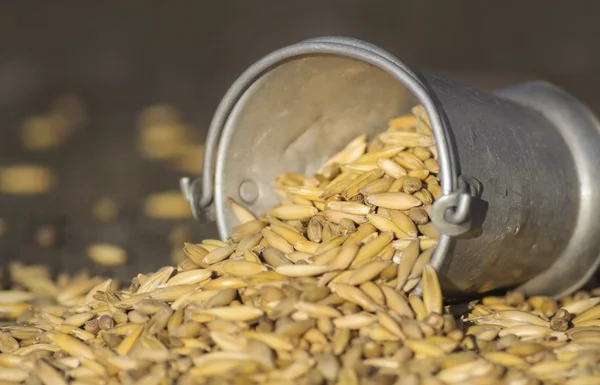 Bucket spilling oats — Stock Photo, Image