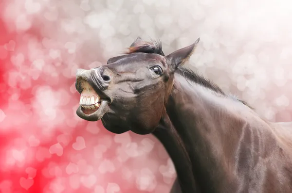 Άλογο γέλιο στην καρδιά διακοπές φόντο ημέρα του Αγίου Βαλεντίνου — Φωτογραφία Αρχείου