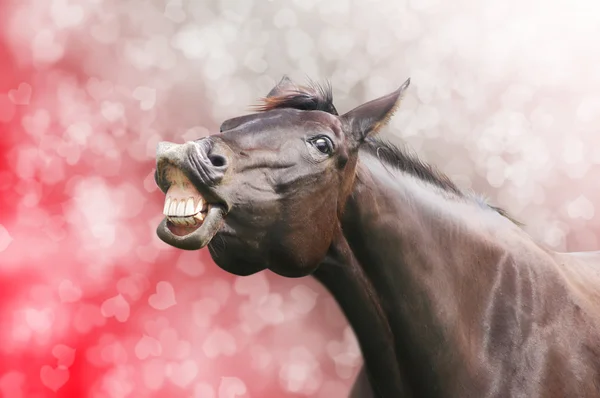 Cheval rire sur fond de vacances coeur valentine — Photo