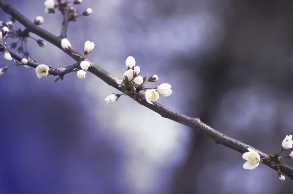 Fiori di ciliegio all'inizio della primavera, rene aperto — Foto Stock