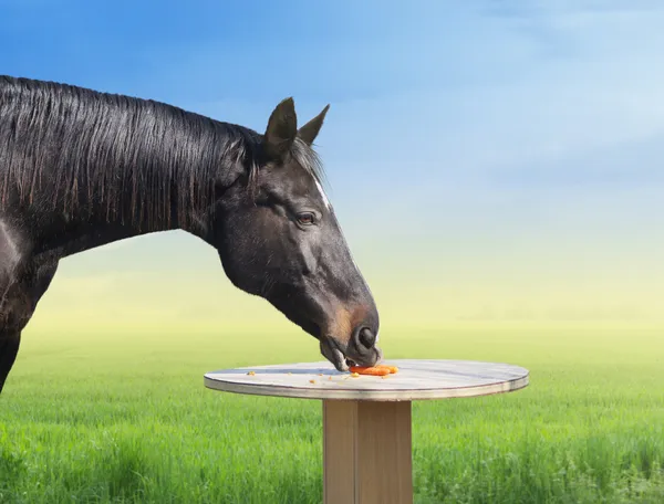Horse eating carrots on table — Stock Photo, Image